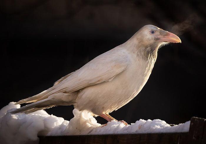 A white raven in Anchorage, Alaska, recalling the Northwest Coast story of Raven as originally white.