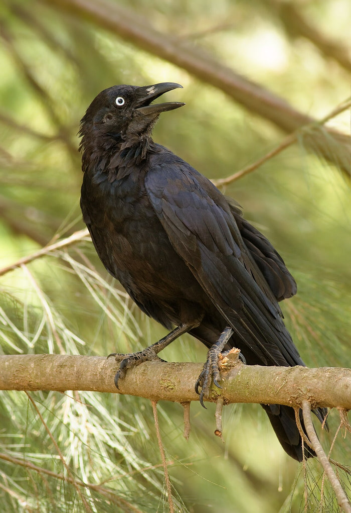 A black corvid perched on a branch, showing the bird behind Raven, the trickster and transformer of Northwest Coast sacred histories.